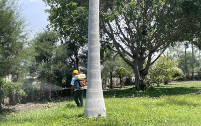 Dịch vụ diệt mối tại Châu Đốc